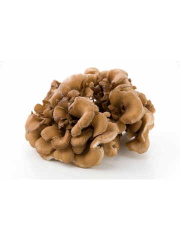 Maitake BIO Grifola frondosa (60 kapsułek vege)  - suplement diety